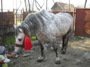 vand o iaba sura de 780 kg