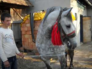 vand o iaba sura de 780 kg