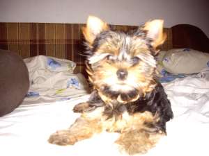 vand pui YORKSHIRE TERRIER