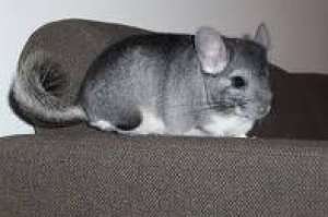 Chinchilla