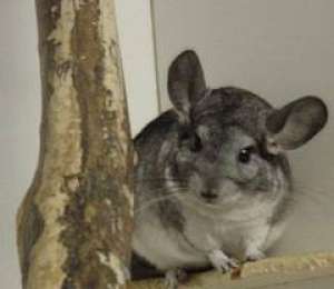 Chinchilla