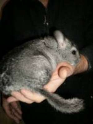 Chinchilla
