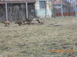Vand pui de Malinois