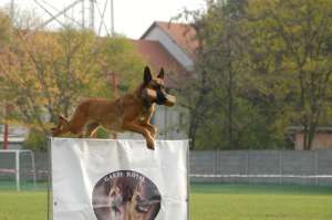 Vand pui de Malinois
