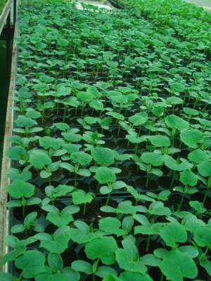 VAND RASADURI LEGUME