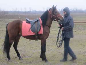 vand CAL SHAGYA ARAB pregatit pt anduranta/obstacole