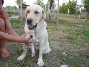 labrador