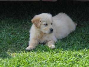 pui golden retriever