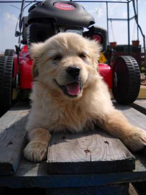 pui golden retriever