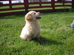 pui golden retriever