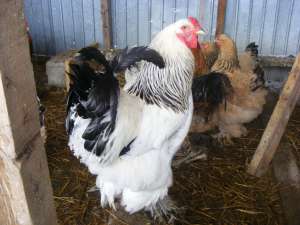 BRAHMA
