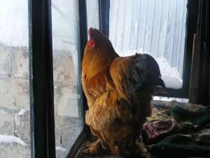 BRAHMA