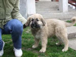 vand catel caucazian 2.5 luni