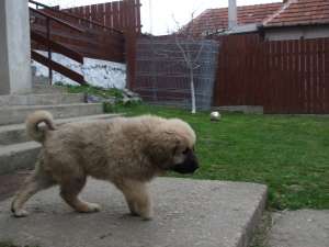 vand catel caucazian 2.5 luni