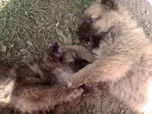 donez 5 catelusi rasa ciobanesc carpatin (talie mijlocie)