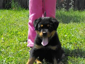 Vand pui rottweiler de exceptie din parinti campioni excelenti pt paza sau companie