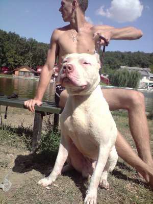 Monta mascul amstaff