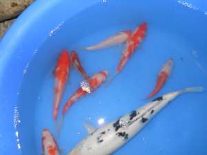 vand crapi koi