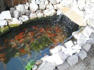 vand crapi koi