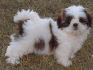 Vans pui Shih-tzu Tricolori Superbi 180 E