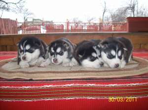 catei haski