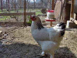vanzari
