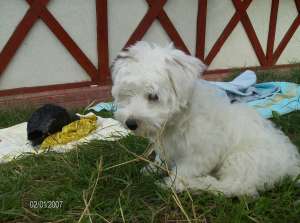 MONTA bichon maltez mascul