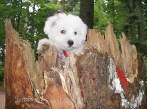 MONTA bichon maltez mascul