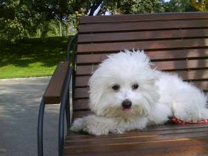 Monta mascul bichon maltez