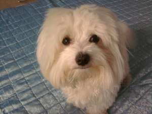 Monta mascul bichon maltez