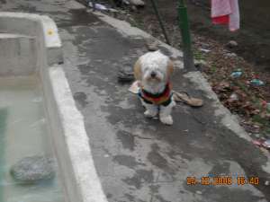 Imperechez bichon