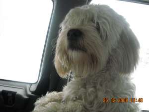 Imperechez bichon