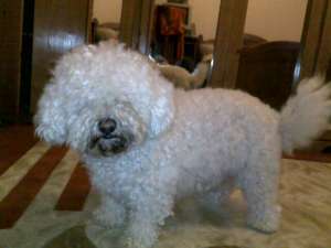Bichon Frise