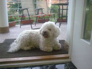 Bichon Frise