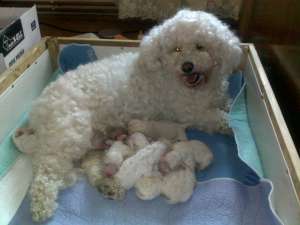 Bichon Frise