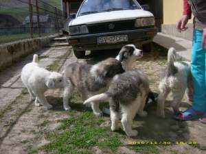 Pui Ciobanesc Bucovina