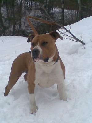 OFER MASCUL AMSTAFF PENTRU MONTA
