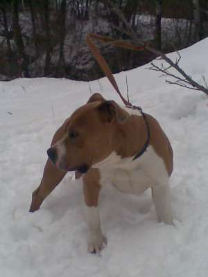 OFER MASCUL AMSTAFF PENTRU MONTA
