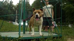 OFER MASCUL AMSTAFF PENTRU MONTA