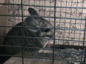 Chinchilla