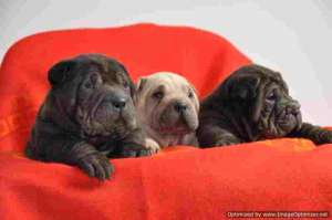 Vand shar pei culori deosebite