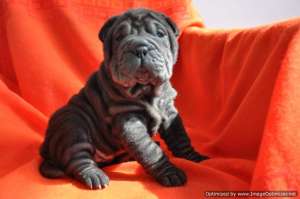Vand shar pei culori deosebite