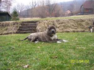ofer pt. monta amstaff