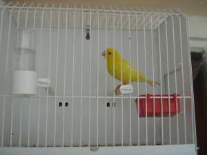 canari de vanzare