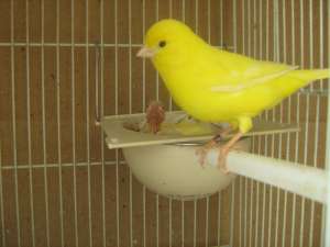 canari de vanzare