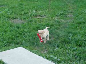labradori frumosi