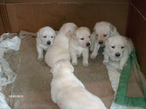 Labrador Retriver