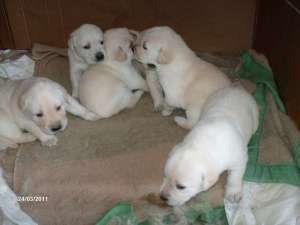 Labrador Retriver