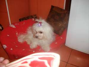Caut Monta bichon maltez baietel