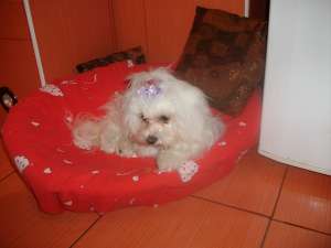 Caut Monta bichon maltez baietel